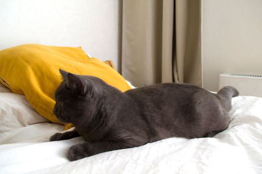 British cat. Photo of a gray british cat on a white bed with yellow pillows.
