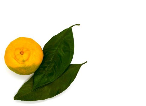 Tangerine and leaves. Tangerine and leaves on a white background, close-up.