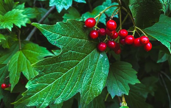 
Red berries and green leaves, close up.