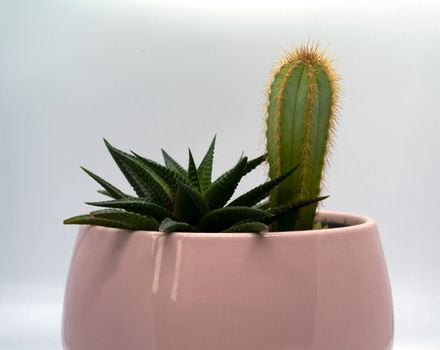 
Cactus and succulent in a pot on a white background.