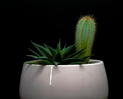 
Cactus and succulent in a pot on a black background.