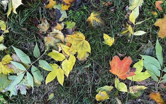 Autumn leaves. Photo of autumn leaves on the ground.