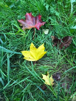 Autumn leaves. The photo shows autumn leaves on green grass.