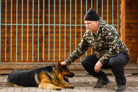 German shepherd dog in training.