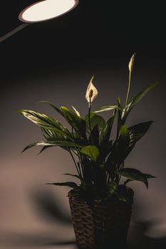 A spathiphyllum stands under a lamp, creating a moody and dramatic atmosphere. This dark and dramatic photo captures the beauty and elegance of this tropical plant