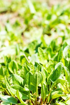 Close-up of bay leaf plant on sunny day.