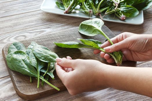 woman hands holding spinach at home. healthy eating, baby food, diet and cooking concept - Girl's hands tear the spinach.