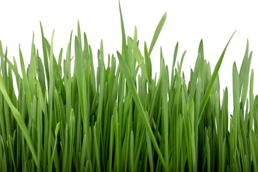 Germinated seeds of oat - green grass. Isolated.