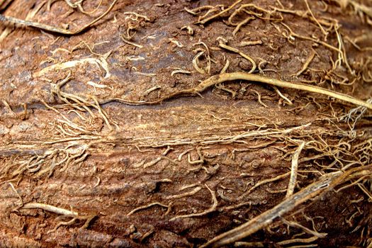 Coconut close up texture. Coconut background. Coconut fibers