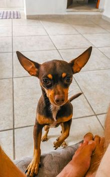 Portrait of a Mexican brown playful russian toy terrier dog while playing looking lovely and cute in the camera in Playa del Carmen Mexico.