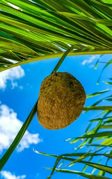 Bee nest hangs on palm leaf in Playa del Carmen Quintana Roo Mexico.