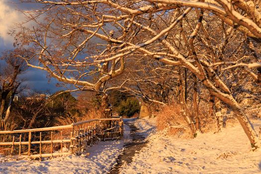 Early morning light on snowy path under bare branches in rustic park. High quality photo