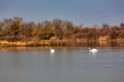 Swan in the Nature reserve of Valle canal Novo, Italy