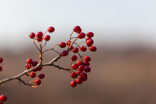 Red rosehip berries on a branch, blurred background