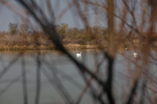 View of a swan through the bushes in the Nature reserve of Valle canal Novo, Italy