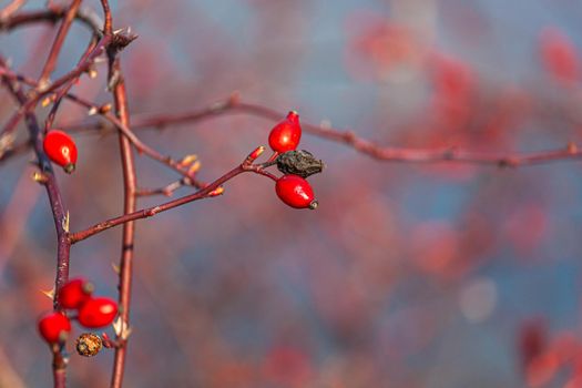 Red rosehip berries on a branch, blurred background