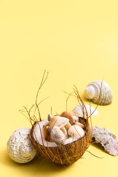 coconuts and shells on a yellow background .Marine theme.