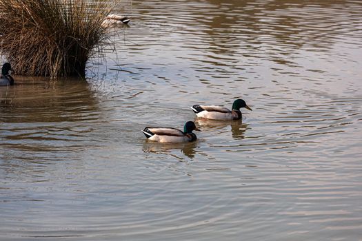 View of Mallards in the lagoon of Marano, Nature reserve of Valle canal Novo