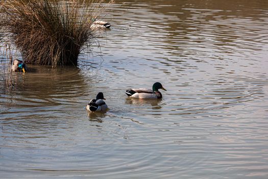 View of Mallards in the lagoon of Marano, Nature reserve of Valle canal Novo