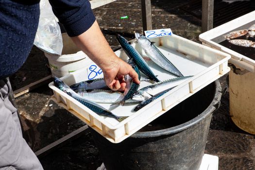Salesman placing mackerels in the fish stall at the street fish market of Catania
