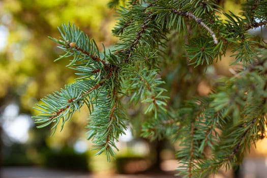 Close up of the spruce foliage