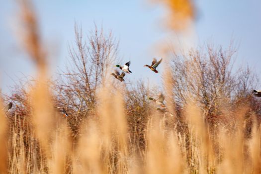 View of Mallard ducks flying on the sky, Marano lagoon