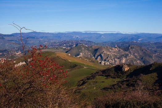 View of the Rosehip in the sicilian countryside