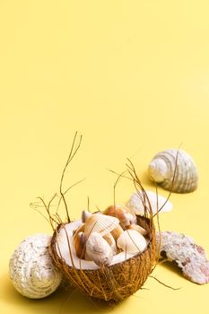 coconuts and shells on a yellow background .Marine theme.