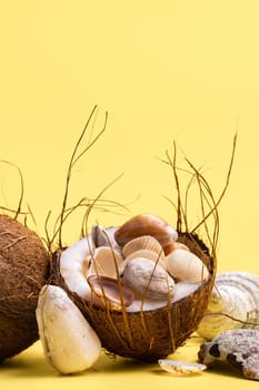 coconuts and shells on a yellow background .Marine theme.