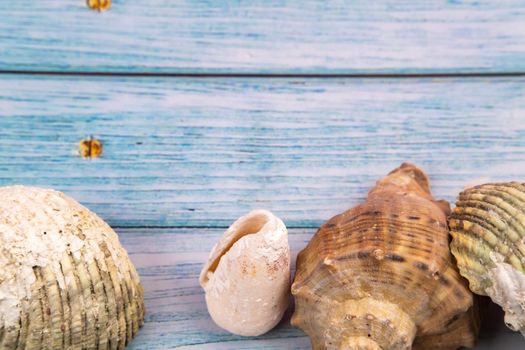 seashells on a blue wooden background.Marine theme.