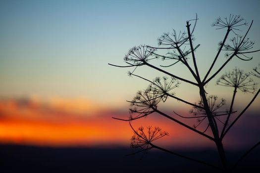 Close up silhouette of florence fennel at sunset