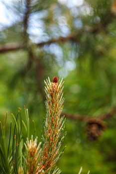 Close up of the female flower of the black pine or Austria pine