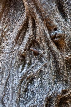 Close up of the wisteria bark