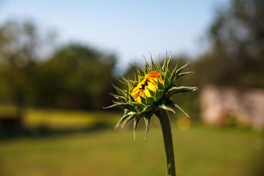 Sunflower about to bloom in a garden