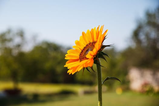 View of an orange sunflower in the garden
