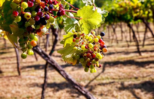 Bunch of colored grapes hanging on Italian vineyard in a summer day
