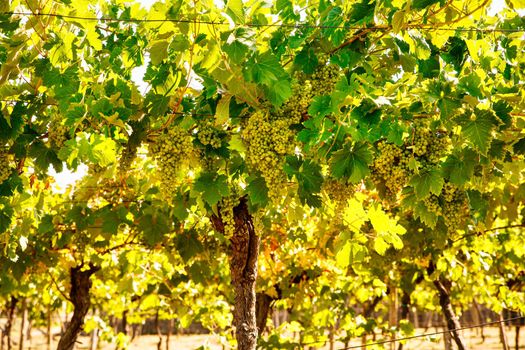 View of italian vineyard in the Trieste Karst at the summer season