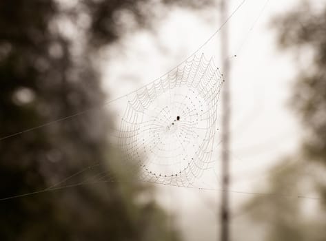 View of spider web in the early morning