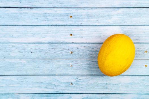 A whole yellow melon lies on a blue wooden background.Summer concept.