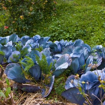 View of red cabbage plants in the home garden