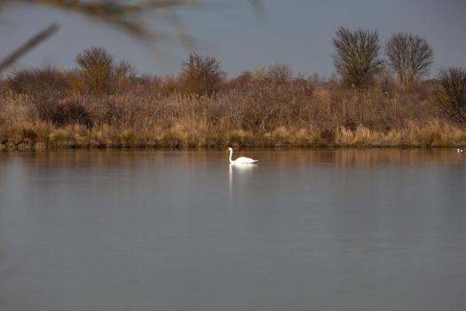 Swan in the Nature reserve of Valle canal Novo, Italy