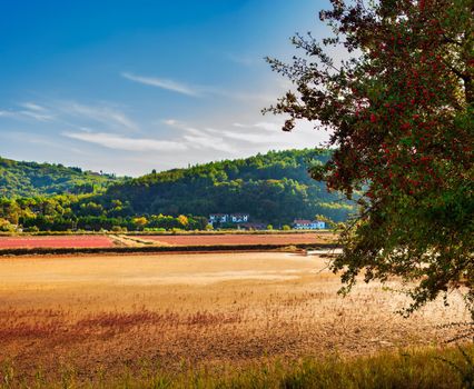 View of the common hawthorn tree full of red berries fruits in the Strunjan nature park in Slovenia