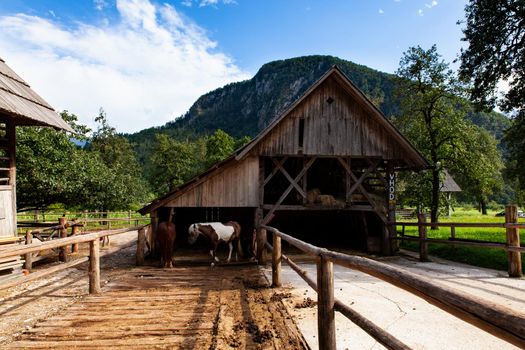 Horses out of the typical Slovenian barn, Studor. Slovenia