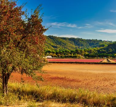 View of the common hawthorn tree full of red berries fruits in the Strunjan nature park in Slovenia