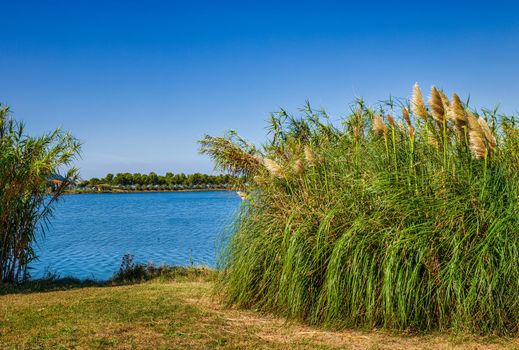 View of reeds next to the canal water in the Nature Park of Strunjan