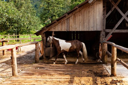 Beautiful mottled horse out of the typical Slovenian barn, Studor. Slovenia