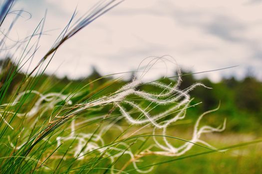 View of the feather grass or needle grass collectively known as spear grass on the Italian Monte Stena
