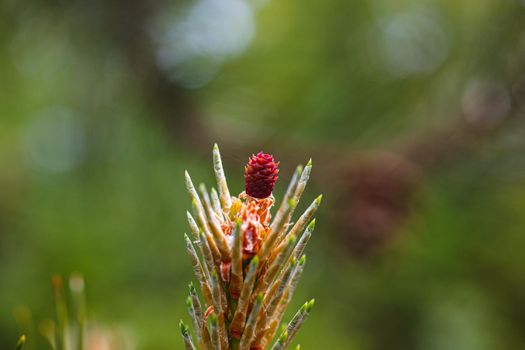 Close up of the female flower of the black pine or Austria pine