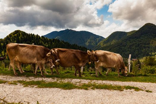 Cows grazing after the transhumance in the mountain hut called Planina Kuk, Tolmin. Slovenia