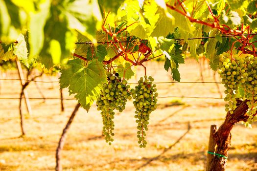 Bunch of white grapes hanging on Italian vineyard in a summer day